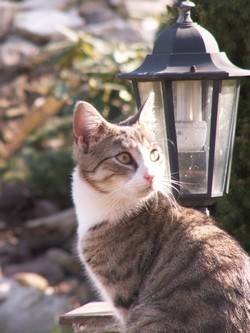 światło w ogrodzie mini